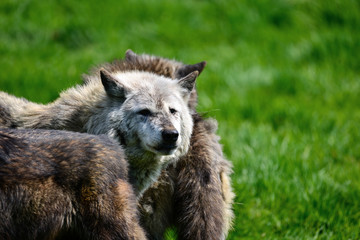 Beautiful Timber Wolf Cnis Lupus stalking and eating in forest clearing landscape setting