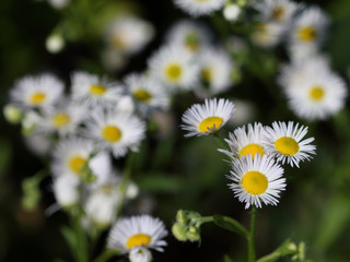 Erigeron annuus (annual fleabane or daisy fleabane) in the natural environment