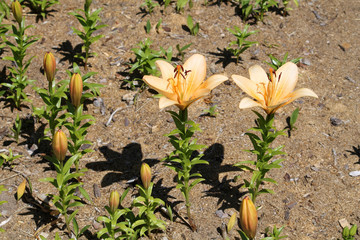Two pale orange lily flowers in garden