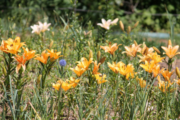 Brightly orange lilies in garden. Flowerbed with a lot of flowering plants