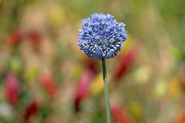 Flower head of blue ornamental onion or Allium caeruleum