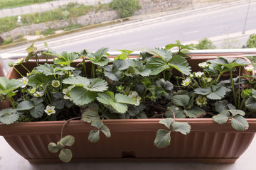 step by step growing strawberries on the house balcony.