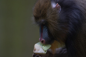 Mandrill