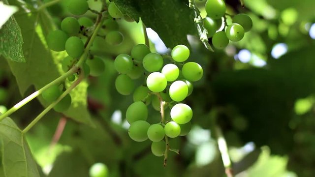 Unripe grapes among leaves