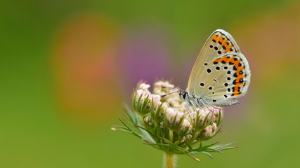 Plebejus argyrognomon  31