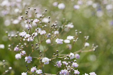 Nahaufnahme von Schleierkraut