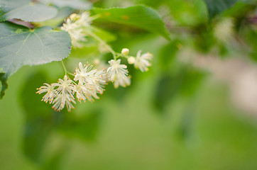 hot tea made from lime in a pot with a branch