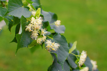 hot tea made from lime in a pot with a branch