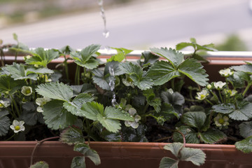 step by step growing strawberries on the house balcony.