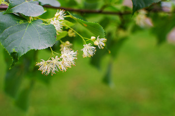 hot tea made from lime in a pot with a branch