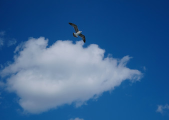photo of big seagull in sky with clouds 