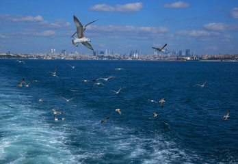 Fototapeta na wymiar bosphorus, istanbul with seagulls