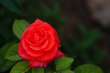 orange roses on a branch with green leaves outdoors