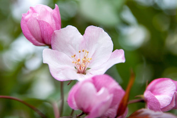 Naklejka na ściany i meble Floral summer background, soft focus. Blooming appletree. Blurred background.