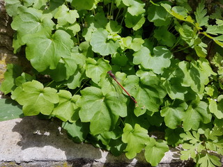 511 libellule rouge sur feuilles vertes en bord de bassin