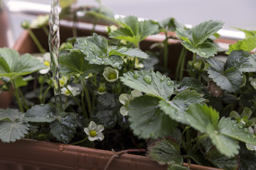 step by step growing strawberries on the house balcony.