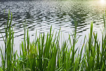 green grass near the pond in the summer in the park