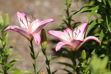 Two pale pink lily flowers close-up