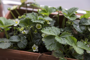 step by step growing strawberries on the house balcony.