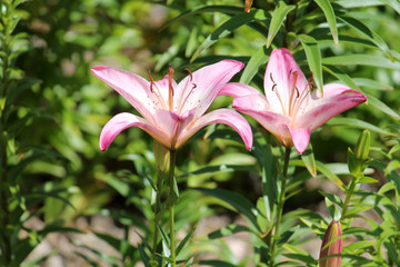 Two pale pink lily flowers close-up