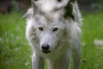 Polar - Arktischer Wolf