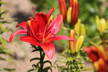 Bright pink lily flower close-up in sunny weather