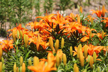 Brightly orange lilies in garden. Flowerbed with a lot of flowering plants
