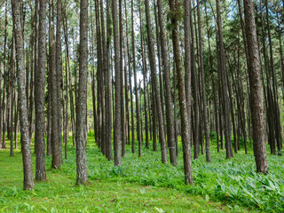 Fototapeta na wymiar Tall of tree in wood forest on green grass located north of Thailand