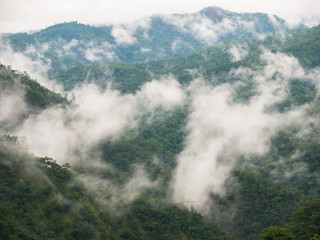 Pure of foggy in forest at top of mountain in rainy season located north of Thailand