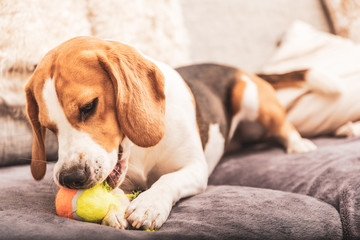 Beagle dog with a ball on a couch ripping ball toy