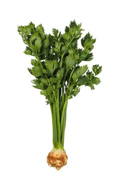 Celeriac on white