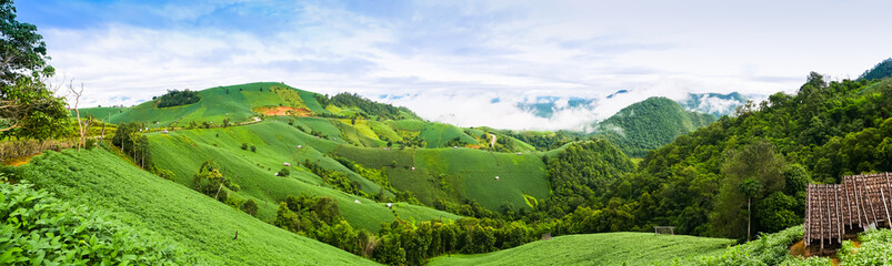 Pure of foggy in forest at top of mountain in rainy season located north of Thailand