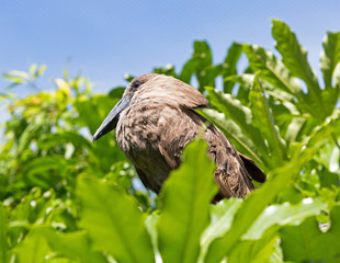 Hammerkop Bird resting in a green vibrant tree with a clear blue sky