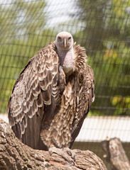 Griffon Vulture (Gyps fulvus) resting on a wooden trunk in captivity looking directly into camera