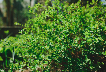 Gooseberry bush in the sun lights outdoors. Green leaves outside in the yard. Natural rustic background and natural texture. .