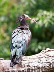 Red Billed Bird with patterned large plummage - Asian Ibis in the snowdon aviary