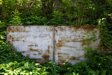 Old abandoned white tin gate door in the green bushes and trees. Material with rust scratches. Old mysterious vintage texture.