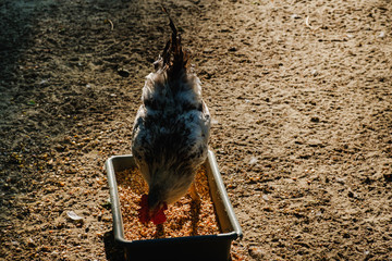 Rooster run along the sand on rural farm. © bravissimos