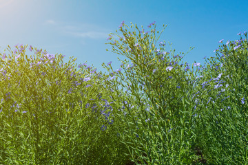 flowering, young plants of flax on the field, during harvesting, against the sky. Nearby there are beehives with bees.