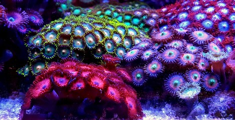 Fototapeta premium Zoanthus polyps colony coral in reef aquarium tank 
