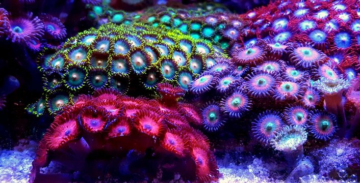 Zoanthus polyps colony coral in reef aquarium tank 