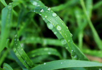 green grass is in dew drops after rain 