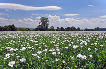 Fototapeta na wymiar White blooming poppy field in the wind with clouds in the sky.