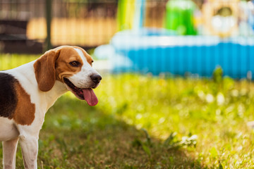Beagle dog in a garden with tongue out