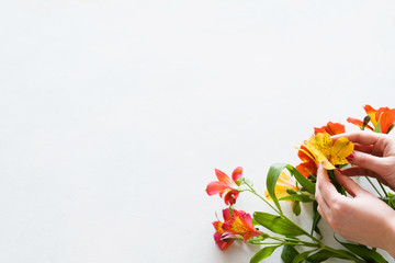 flower composition. florist creating a colorful alstroemeria bouquet on white background. copyspace concept