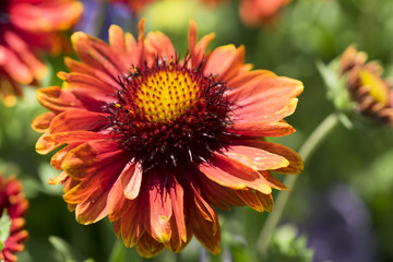 Orangene Blume im Frühling