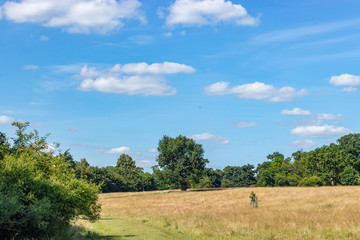 fields around Sawbridgeworth