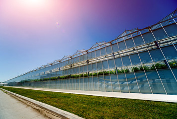 Naklejka premium Modern glass greenhouses against the blue sky.