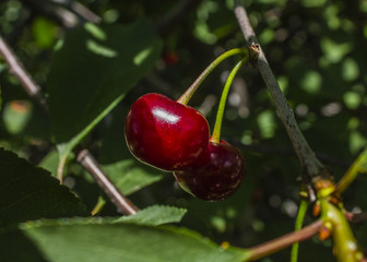 two ripe cherries of hanging on a branch