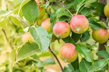 Apfelbaum auf einer Obstplantage mit grün roten Äpfeln